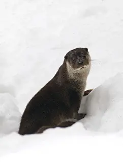 Images Dated 3rd March 2009: Europese Otter, European Otter, Lutra Lutra