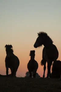 Grazers Prints: Exmoor pony