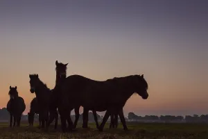 Grazers Prints: Exmoor pony