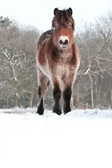 Grazers Prints: Exmoorpony, Exmoorpony, Equus caballus