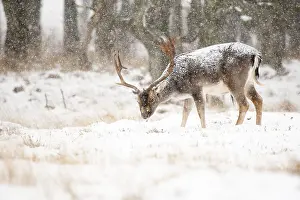 Fallow Prints: Fallow deer, Dama dama