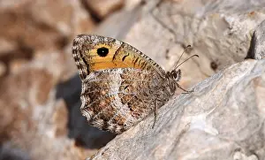 False Grayling Arethusana arethusa