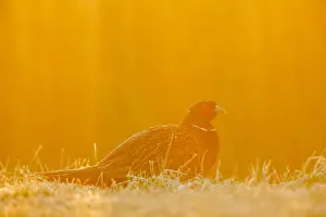Fazant Prints: Fazant; Common Pheasant;