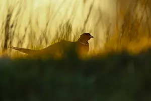 Images Dated 31st March 2020: Fazant; Common Pheasant;