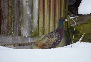 Images Dated 26th January 2015: Fazant, Common Pheasant, Phasianus colchicus