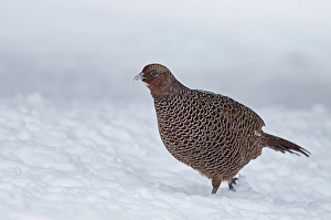 Images Dated 26th January 2015: Fazant, Common Pheasant, Phasianus colchicus