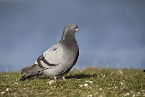 2019 Prints: Feral Pigeon - Straßentaube - Columba livia domestica