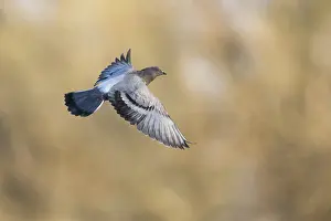 2019 Prints: Feral Pigeon - Straßentaube - Columba livia domestica