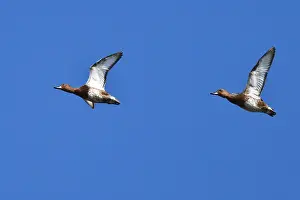 Myanmar Prints: Ferruginous Duck, Aythya nyroca