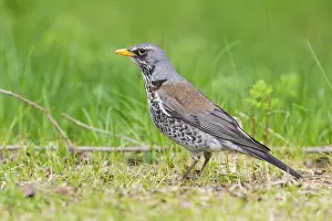 Turdidae Prints: Fieldfare