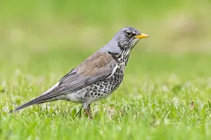 Turdidae Prints: Fieldfare