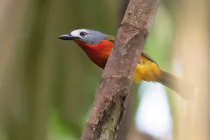 Fiery-breasted Bushshrike, Malaconotus cruentus