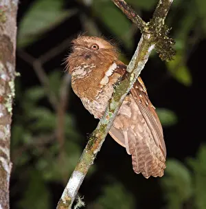 Batrachostomus Prints: Filippijnse Kikkerbek, Philippine Frogmouth, Batrachostomus sept