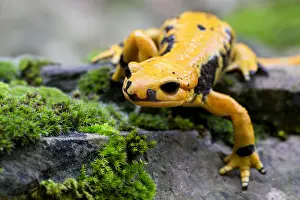 Salamandridae Prints: Fire salamander