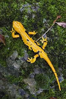 Salamandridae Prints: Fire salamander