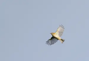 Images Dated 18th October 2019: Firecrest, Regulus ignicapilla