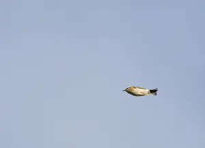 Images Dated 18th October 2019: Firecrest, Regulus ignicapilla