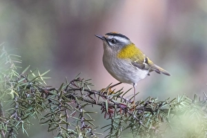 Images Dated 3rd November 2018: Firecrest, Regulus ignicapipllus