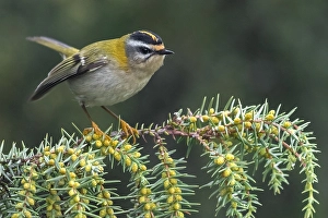 Images Dated 20th November 2016: Firecrest, Regulus ignicapipllus