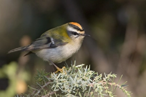 firecrest vuurgoudhaan regulus ignicapilla Trending Item 4
