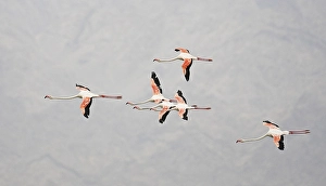 Flamingo, Greater Flamingo, Phoenicopterus roseus