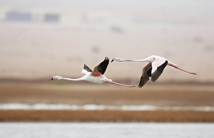 Flamingo, Greater Flamingo, Phoenicopterus roseus