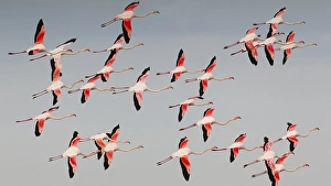 Flamingo, Greater Flamingo, Phoenicopterus roseus