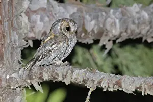 Images Dated 22nd June 2020: Flammulated Owl, Psiloscops flammeolus