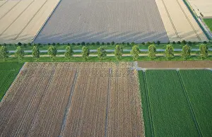 Akkerbouw Prints: Flevopolder
