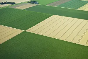 Akkerbouw Prints: Flevopolder