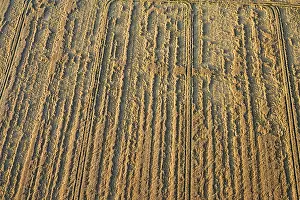 Akkerbouw Prints: Flevopolder