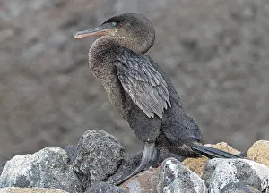 Images Dated 23rd May 2023: Flightless Cormorant, Nannopterum harrisi