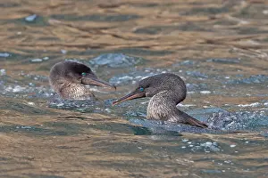 Images Dated 23rd May 2023: Flightless Cormorant, Nannopterum harrisi