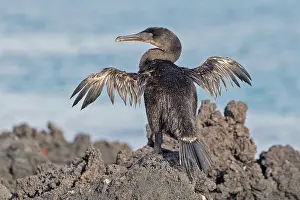Images Dated 23rd May 2023: Flightless Cormorant, Nannopterum harrisi