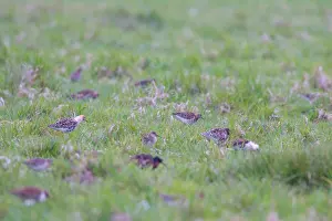 Males Prints: Flock of Ruff in meadow