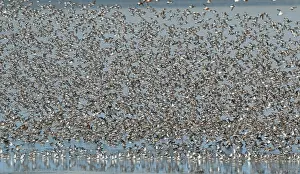 Images Dated 13th April 2021: Flock of waders over the Waddensea