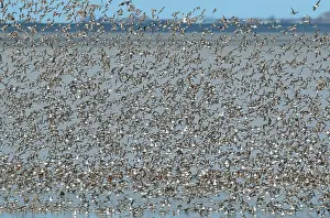 Images Dated 13th April 2021: Flock of waders over the Waddensea