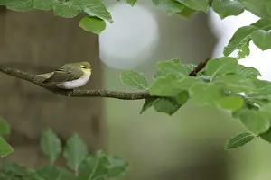 2018 Prints: fluiter; wood warbler; Phylloscopus sibilatrix;