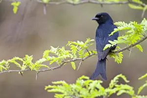 Images Dated 25th September 2008: Fluweeldrongo, Fork-tailed Drongo, Dicrurus adsimilis