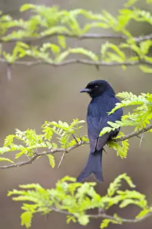 Images Dated 25th September 2008: Fluweeldrongo, Fork-tailed Drongo, Dicrurus adsimilis