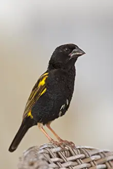 Images Dated 15th November 2012: Fluweelwidavink, Yellow Bishop, Euplectes capensis