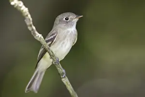 Images Dated 2nd May 2014: Least Flycatcher