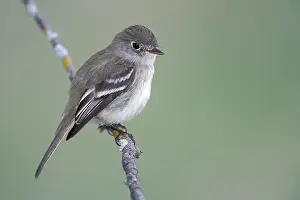 Images Dated 4th January 2017: Least Flycatcher