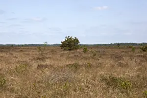 Fochteloerveen Prints: Fochteloërveen