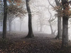 Beauty Prints: Fog, Mist op Grebbebrg