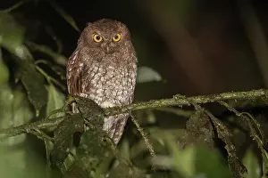 2024 Prints: Foothill Screech Owl (Megascops roraimae napensis)