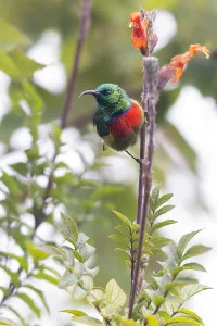 Images Dated 11th July 2021: Forest Double-collared Sunbird, Cinnyris fuelleborni