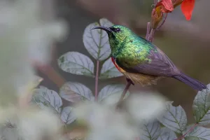 Images Dated 11th July 2021: Forest Double-collared Sunbird, Cinnyris fuelleborni