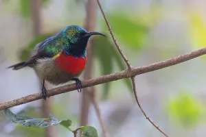 Images Dated 11th July 2021: Forest Double-collared Sunbird, Cinnyris fuelleborni