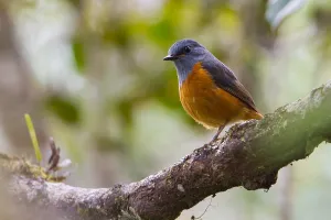 Images Dated 28th October 2010: Forest Rock Thrush, Monticola sharpei